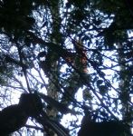 Trees chopped in nesting season on Poets estate Swinton